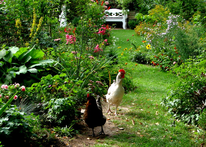 zwei Hühner im Garten